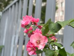 -昆山城市生态森林公园