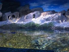 -暹罗海洋世界