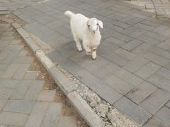 -北京鹿世界主题园