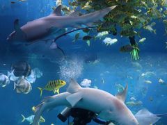 -太平洋海底世界