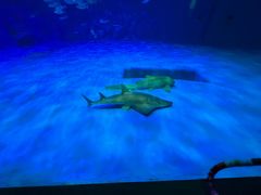 -鹿儿岛水族馆