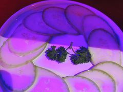 白瓜-柳飘飘亚洲烤肉集合店(太古里店)