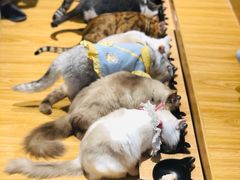 -啵啵喵·猫咖(攀华国际店)