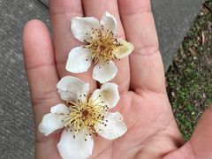 -燕晗山郊野公园