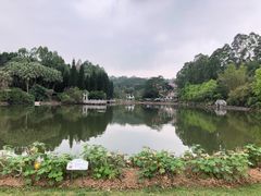 -三水森林公园