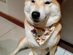 -柴务处·柴犬主题狗咖