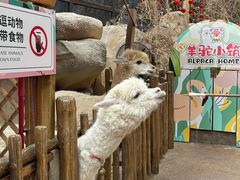 -杭州开元森泊度假乐园