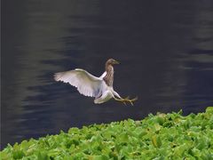 -重庆彩云湖湿地公园