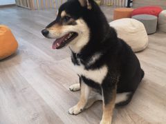 -柴迷FANS CLUB·柴犬狗咖·猫咖