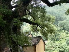 -杨家堂村