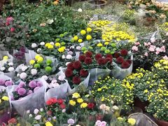 -双季花艺园艺市场(浦东店)
