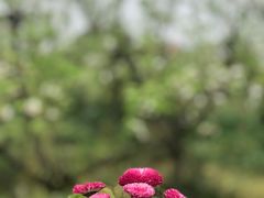 -空港花田景区