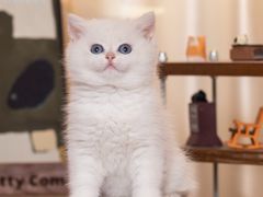 -小猫来了·猫舍(红山六九七九店)