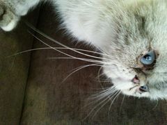 android_upload_pic-喵园·猫主题咖啡厅·撸猫·猫咖(国贸店)