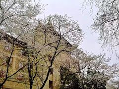-武汉大学-樱园