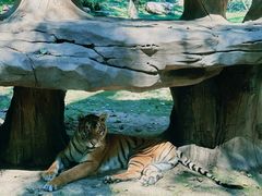 -北京野生动物园