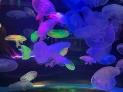 -太平洋海底世界