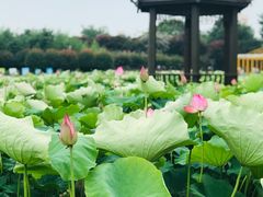 -武汉紫薇都市田园