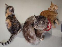 -豆逗聊愈猫阁Easy Life
