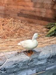 -Zoolung Zoolung动物主题公园(海信广场店)