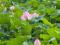 -荔湾湖公园
