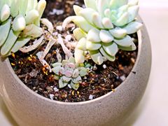 -秦美花卉(天朗·莱茵小城2期店)