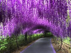 -大塘金香草谷