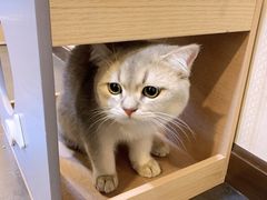 -宠爱国际动物医院·消化内科·心肾内科·ISFM猫友好(望京店)