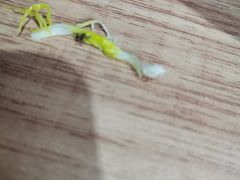 -西北杂粮筐凉皮大王(中海店)