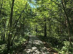 -五营红松林海景区