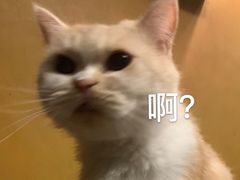 -猫猫幼稚园·撸猫·桌游·电玩