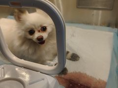 -乐琪宠物医院·犬猫专科·骨外科·急重症