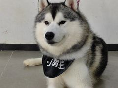 -Husky Go! 哈士奇体验馆·宠物咖啡厅狗咖