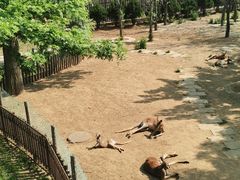 -大连森林动物园