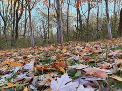 -黑龙江省森林植物园