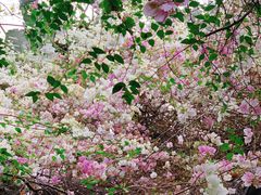 -深圳国际园林花卉博览园