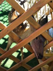 -萌宠亲子动物乐园(槐房万达店)