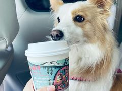 -茶颜悦色(环球奥特莱斯店)