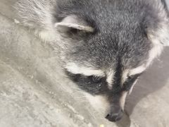 -浣熊柯尔鸭土拨鼠·电玩咖