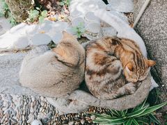 -喵屿·大理花园猫咖