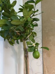 点击看大图 -AGAXI美甲美睫