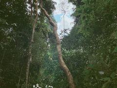-西双版纳原始森林公园