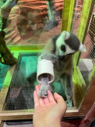 -Zoolung Zoolung动物主题公园(海信广场店)