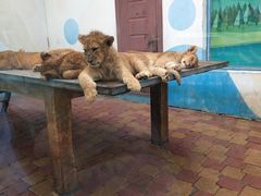 -大连森林动物园