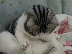 -瑞鹏宠物医院·骨科·猫科·内科(第一中心)
