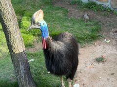 -西霞口神雕山野生动物世界