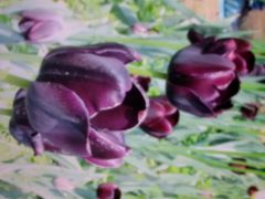 android_upload_pic-洛阳郁金香牡丹园