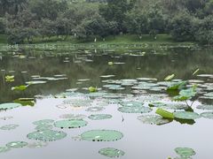 -番禺大夫山森林公园