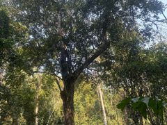 -西双版纳原始森林公园