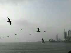 海鸥-栈桥景区